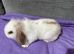 Mini lion lop doe