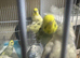 Lovely baby budgies