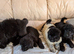 Newfoundland pups for sale male and