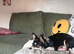 Olive - 6-Month-Old Deer Head Chihuahua - Looking for Her Forever Home