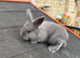 2 x Continental giant x French lop babies