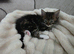 2 Kittens for sale