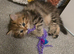 Brown male persian kitten