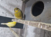 Selling up canaries and cages
