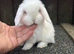 blue eyed white mini lops