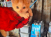 2 Kittens for sale