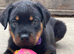 Last available Pup