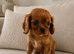 **DNA PRA CLEAR CAVALIER KING CHARLES PUPPIES **