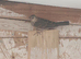 2026 mexican house Finches.