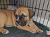 muscle mastiff puppies