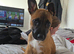 Looking to rehome my puppy