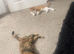 16 month old female cat for sale