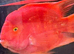 BLOOD PARROT CICHLIDS