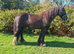 14.2hh 6 year old mare
