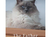 Beautiful Flame Point Ragdoll kittens