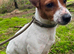 Jack Russell female 2 years old