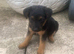 Lakeland terrier x Patterdale