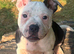 Stunning black pied female staff puppy
