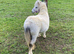 Super Safe Registered Shetland Gelding For Sale