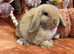 Mini lop