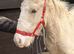 Handsome Palamino Gelding