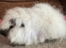 Swiss Californian guinea pig 5 mths