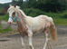 Palomino & white san cler cob