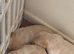 Lovely Labrador puplies