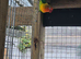 Male fischer lovebird