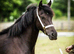 Stunning Section C Mare
