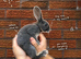 Pedigree Miniature Rex Rabbits – Ready