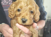 Cavapoo puppies for sale