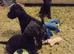 Black Patterjack pups
