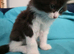 Adorable Ragdoll Mix kittens
