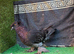 English trumpeter breeder male