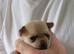 apple head chihuahuas pups.