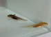 Axolotl