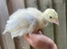 7 crollwitzer turkey chicks for sale