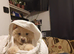 Chow chow