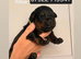 Last 4 male rottweiler puppies left kc reg