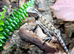 Rankins Dragons at Birmingham Reptiles