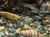 Golden shrimp + assassin snails