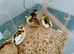 peafowl unsexed 4 day old chicks for sale