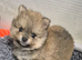 Pomeranian puppies