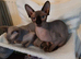 Sphynix kittens