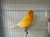 Canary breeding pair