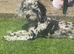Rare toy F1B cockapoos