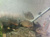 Four red belly piranha