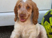 Show cocker spaniel girl nearly 11wk old