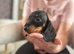 Miniature dachshund